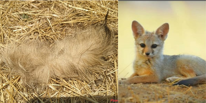 indian fox _1 indian fox _1