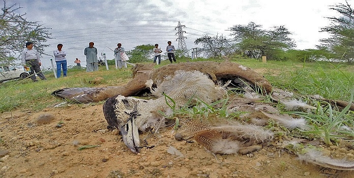 great indian bustard _1&n