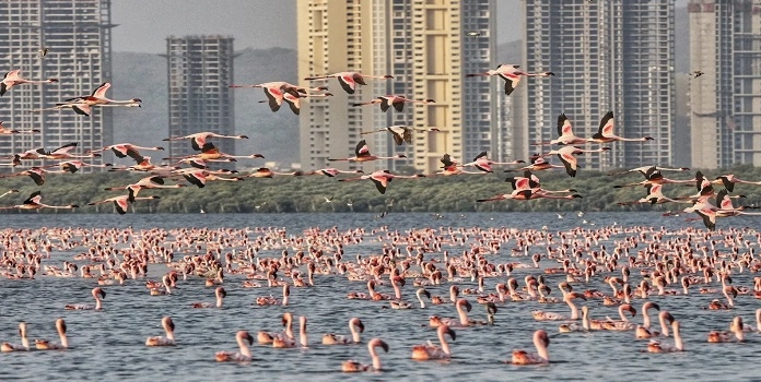 flamingo_1&nbsp;&nbsp;H x