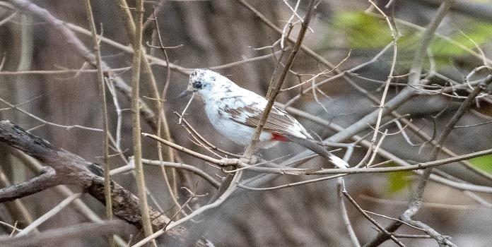 durmil pakshi edited_1&nb