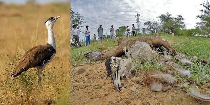 great indian bustard _1&n great indian bustard _1&n