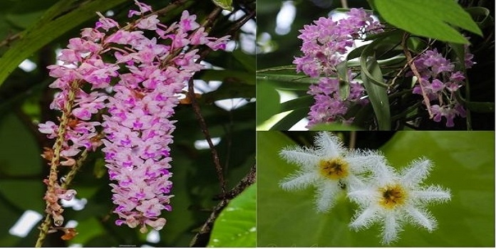 sahyadri flower _1&nbsp;&