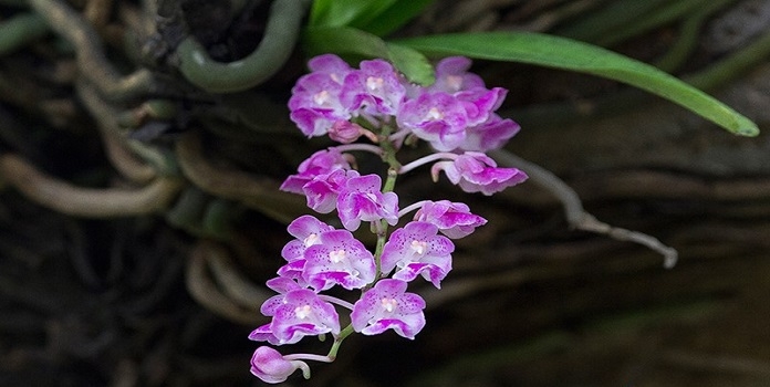 foxbrush orchid _1 &