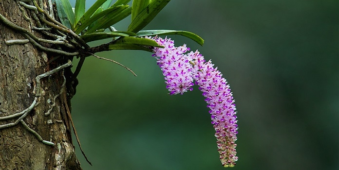 foxtailed orchid _1&nbsp;