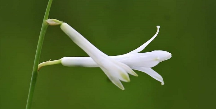 orchid _1&nbsp;&nbsp;H x 