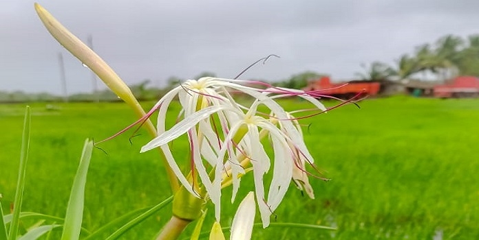 orchid _1&nbsp;&nbsp;H x 