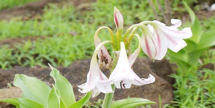 orchid _1&nbsp;&nbsp;H x 