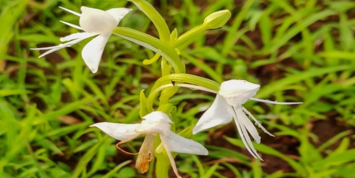 orchid _1&nbsp;&nbsp;H x 