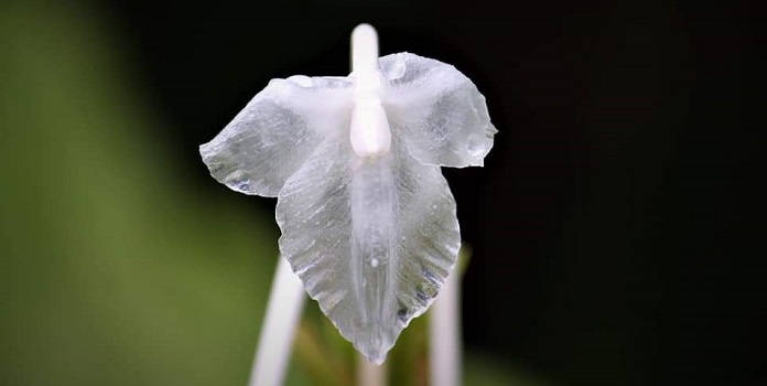 orchid _1&nbsp;&nbsp;H x 