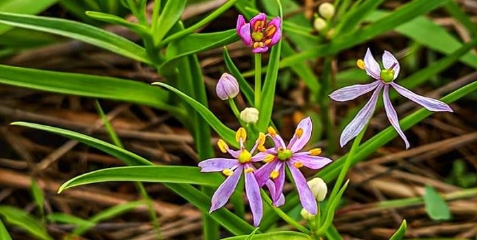 orchid _1&nbsp;&nbsp;H x 