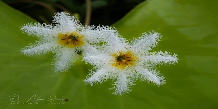 orchid _1&nbsp;&nbsp;H x 