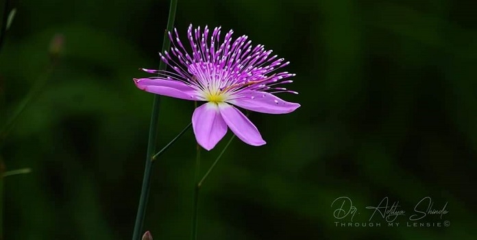 orchid _1&nbsp;&nbsp;H x 