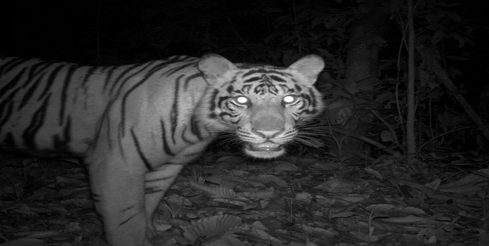 tiger_1&nbsp;&nbsp;H x W: