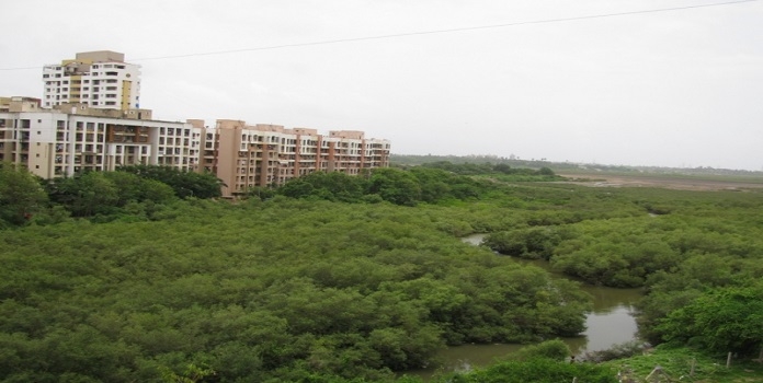 mumbai mangrove 