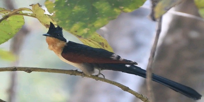 chestnut cuckoo 