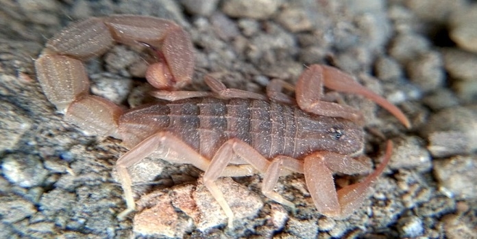  Scorpion