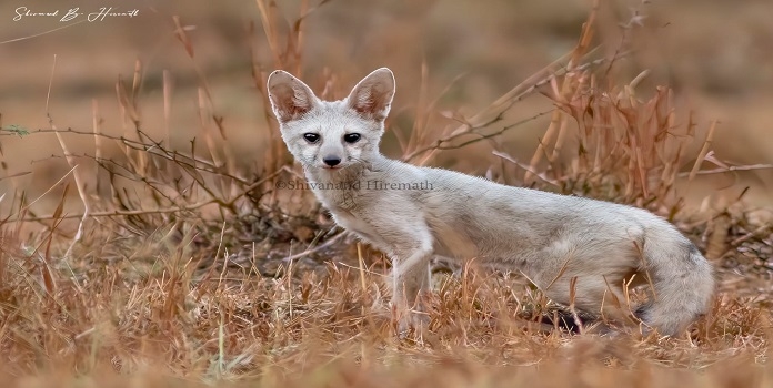 indian fox