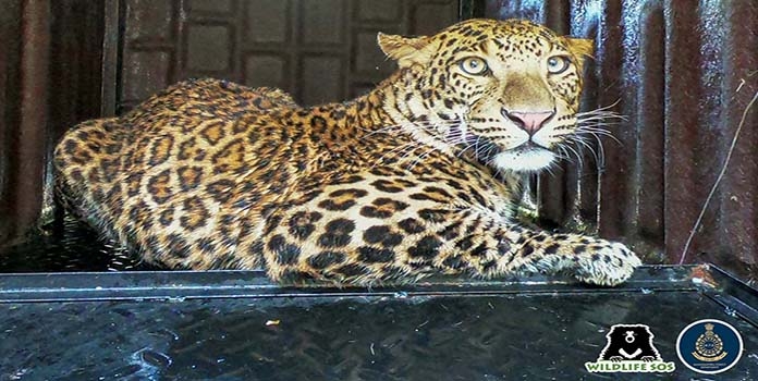 leopard leopard