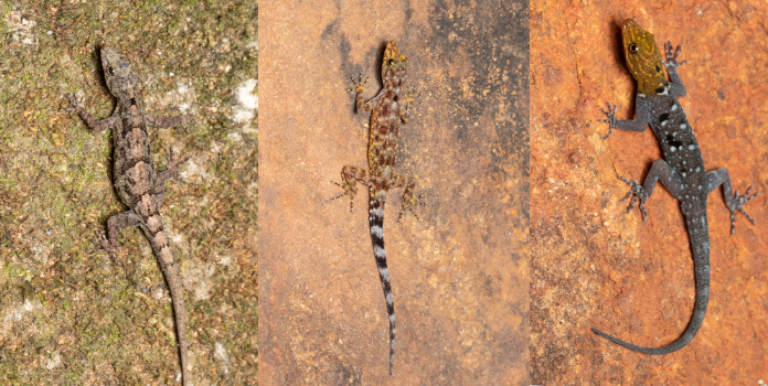 gecko 