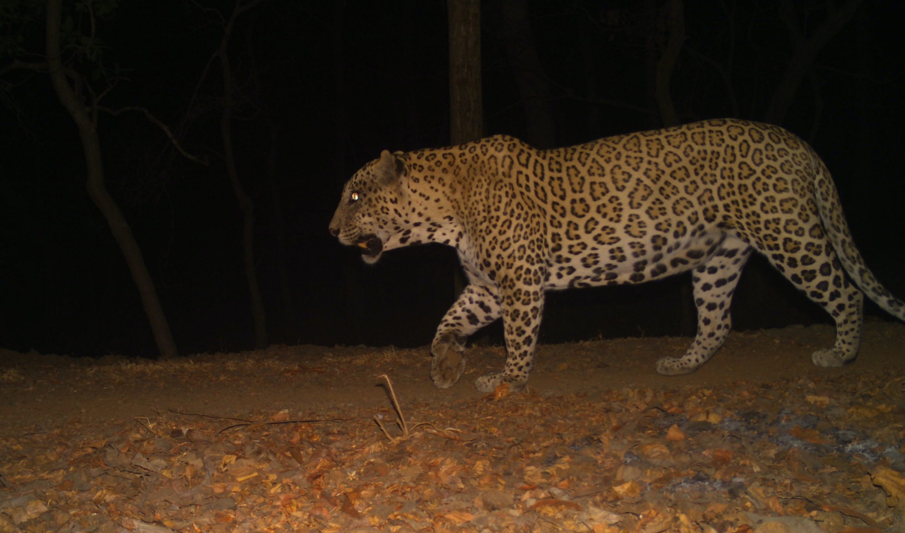 leopard