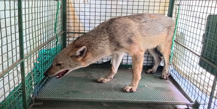 jackal 