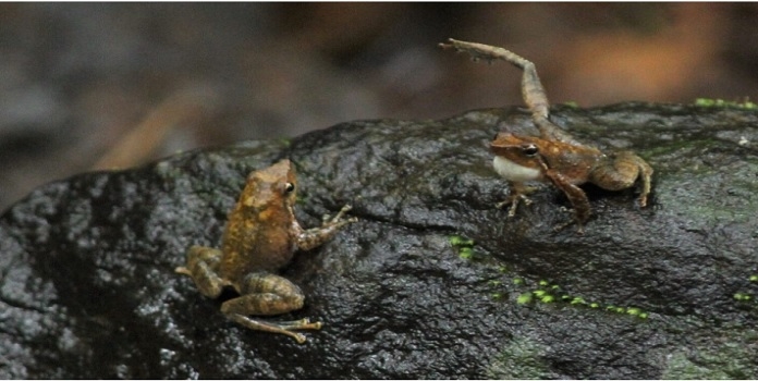 dancing frog threatened species  