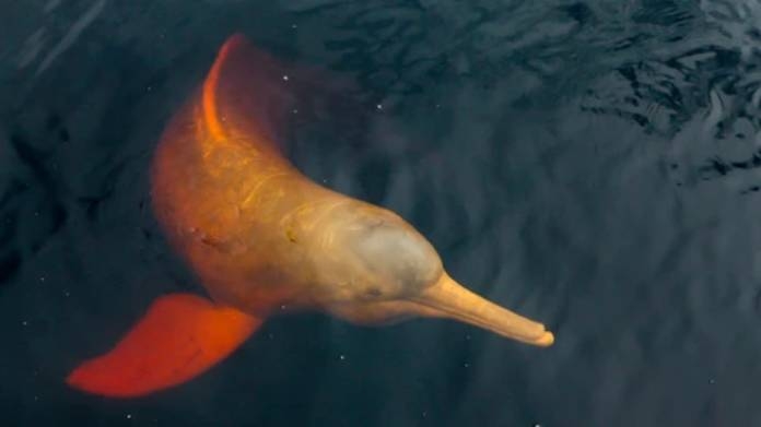 Death of Amazon river dolphins linked to severe drought heat
