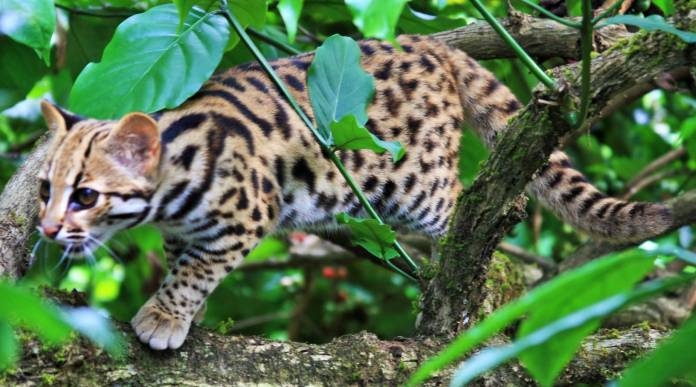 Leopard cats may not respond well to global warming