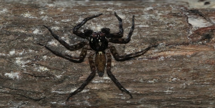 jumping spider in sindhudurg