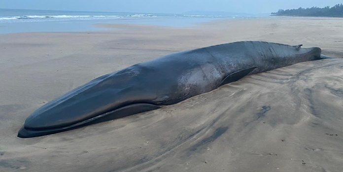 ganpatipule whale 