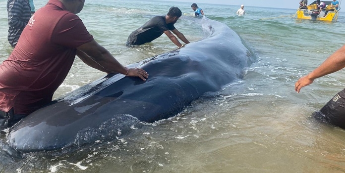 ganpatipule whale 