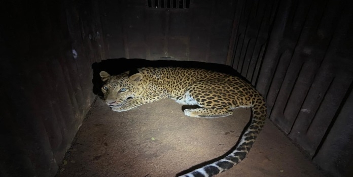 leopard rescue nashik