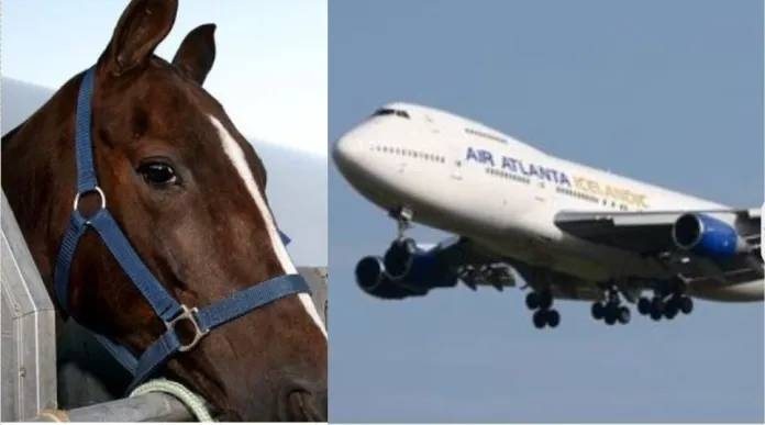 Plane forced to make emergency return to New York after horse breaks free