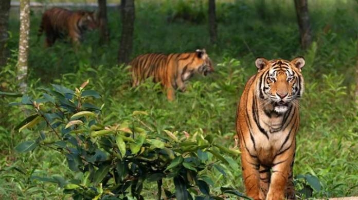 Bangladesh pioneer in tiger conservation