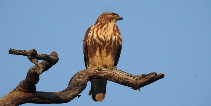 Common Buzzard