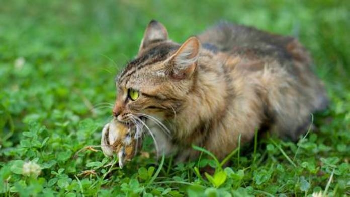 A global synthesis and assessment of free-ranging domestic cat diet