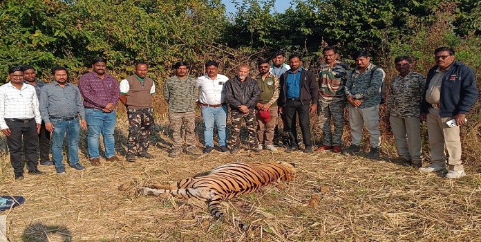 tiger