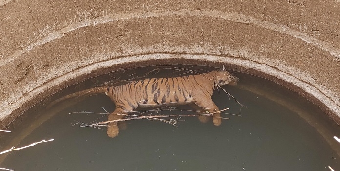 chandrapur tiger