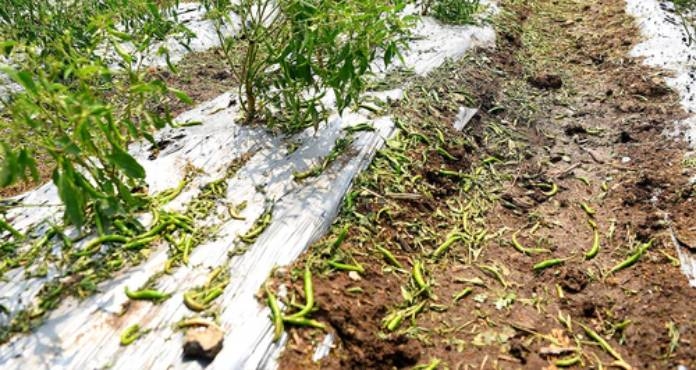 Article on Nashik unseasonal-rains-cause-huge-damage-to-crops