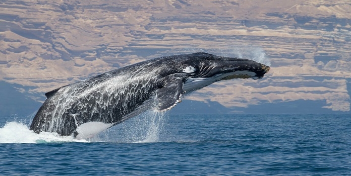 humpback whale konkan