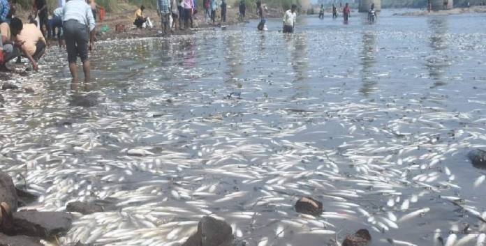 krishna-river-fish-death-due-to-pollution-sewage-water