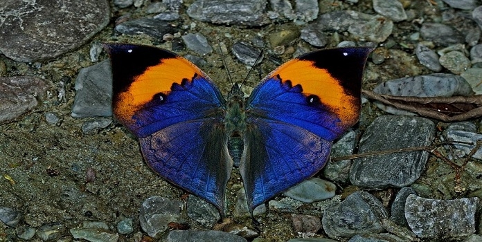 Orange Oakleaf Butterfly 