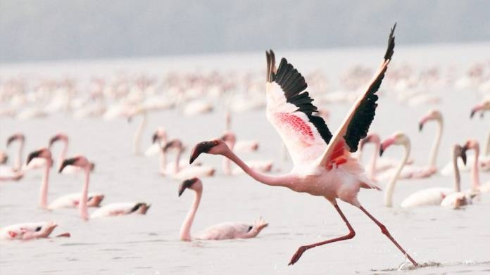 conservation of 'Flamingo Park'