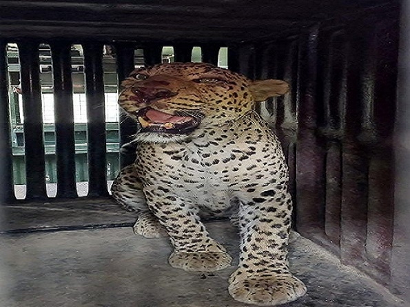 malad leopard 
