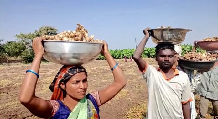 ginger-farm-on-two-acres-yielded-10-lakh