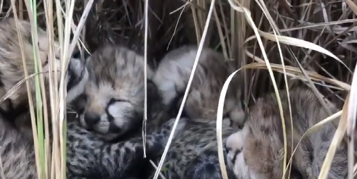 baby cheetahs