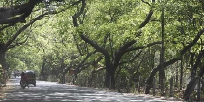 tree city mumbai