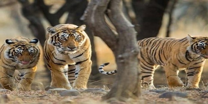 project tiger