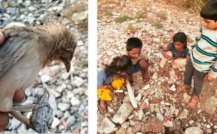 ramwadi-little-childrens-ones-rescued-gray-babbler-bird-from-clutches-manja