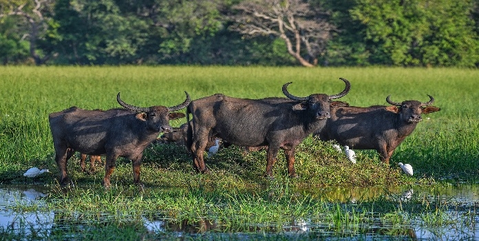 wild buffaloes 
